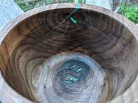 Tall Black Walnut 5.jpg
