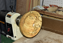 Spalted Maple 9c.png