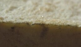 pith teaser.jpg