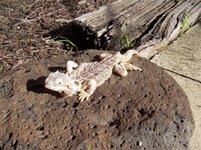 100_9042 (Medium).jpg