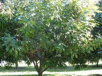 pith tree.jpg