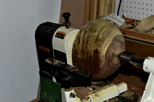 Walnut 1c.png