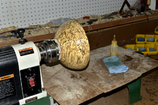 Spalted Maple 1cc.png