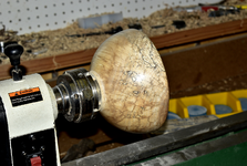 Spalted Maple 3cc.png