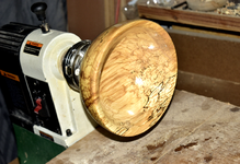 Spalted Maple 3ff.png