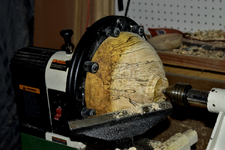 Spalted Maple 5aa.png