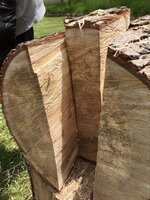 Maple1l.jpg