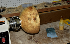 Spalted Maple 6cc.png
