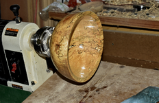 Spalted Maple 6dd.png