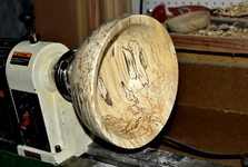 Spalted Maple 7cc.png