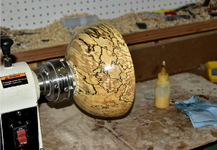 Spalted Maple 7dd.png