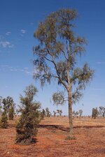 1280px-Acacia_peuce_adult.jpg