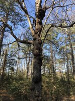 IMG_4294 3.jpeg