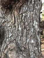 IMG_4295 3.jpeg