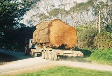 Kauri-Ancient-Wood-truck.jpg