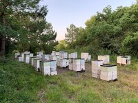 hives.jpg