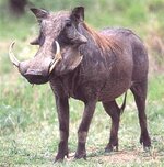 ivory.jpg