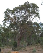SheoakTree.jpg