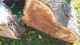 Chinese Elm 0001b.jpg