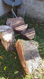 Chinese Elm 0001a.jpg