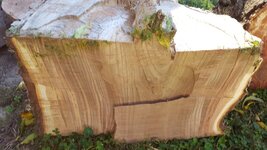 Chinese Elm 0001c.jpg