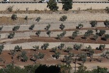 7.1248016023.more-olive-trees.jpg