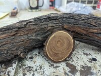 Mesquite 1.jpg Mesquite 1.jpg