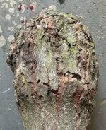 burl_edit.jpg