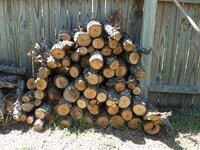 Hackberry Cut in Feb. 2010, chopped sep. 10, 2010.jpg