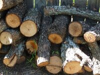 Hackberry Cut in Feb. 2010, chopped sep. 10, 2010 close look new.jpg