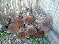 Mesquite Cut  in Feb. 2010, chopped Feb. 10, 2010.jpg