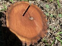 Mesquite Cut  in Feb. 2010, chopped Feb. 10, 2010,attempt to cut.jpg