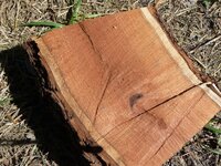 Mesquite Cut  in Feb. 2010, chopped Feb. 10, 2010,halved.jpg