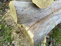 IMG_3411.jpeg