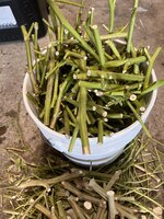 IMG_6495.jpeg