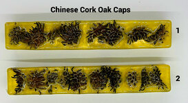 Chinese_Cork_Oak.jpg