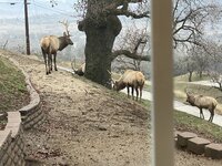 IMG_4375.jpeg
