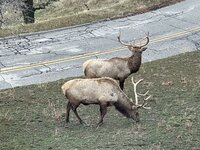 IMG_4371.jpeg