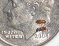 Ambrosia Beetle 1.JPG