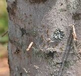 Ambrosia Beetle 2.JPG