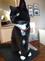Mali Cat.jpg
