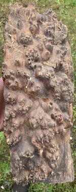 IMG_6358.jpeg