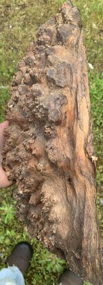 IMG_6359.jpeg