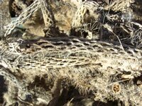 Cholla 002.jpg