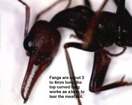 Itchy Bull Ant1.jpg