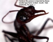 Itchy Bull Ant 3.jpg