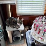 IMG_8204.jpeg