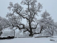IMG_5549.jpeg