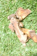 DSC_0037.JPG