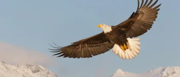 National American Eagle Day.webp